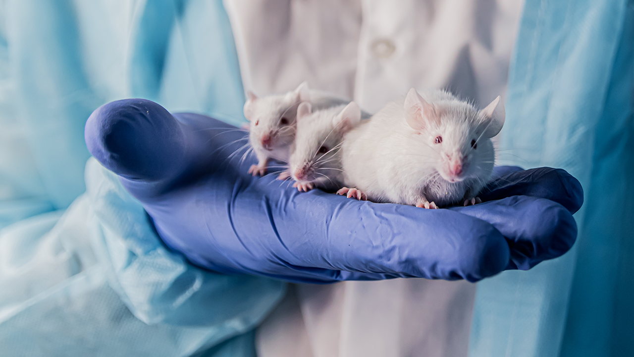 Ein Forscher hat mehrere Labormäuse auf seiner Hand, er trägt einen Latexhandschuh.