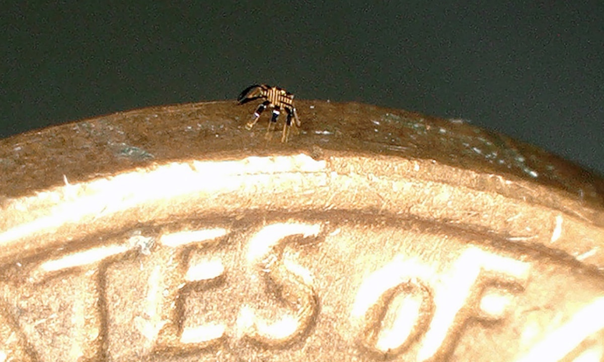 Winziger Medizinischer Helfer auf einem Goldstück