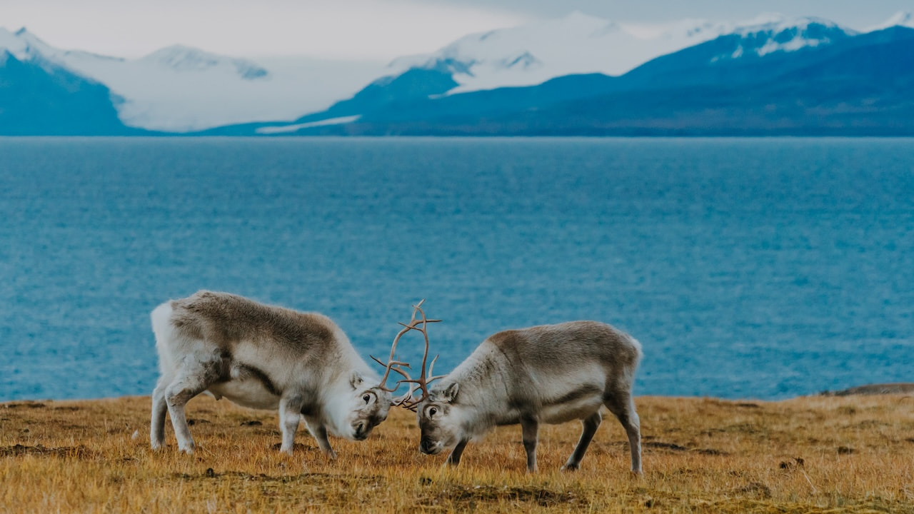 Fighting - arctic reindeer in their natural habitat, Svalbard.