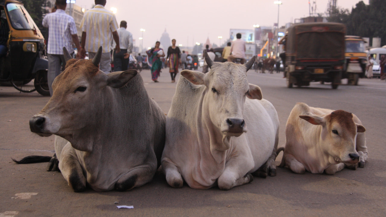 3 Heilige Kühe in der Mitte einer Hauptstraße in einer Stadt in Indien