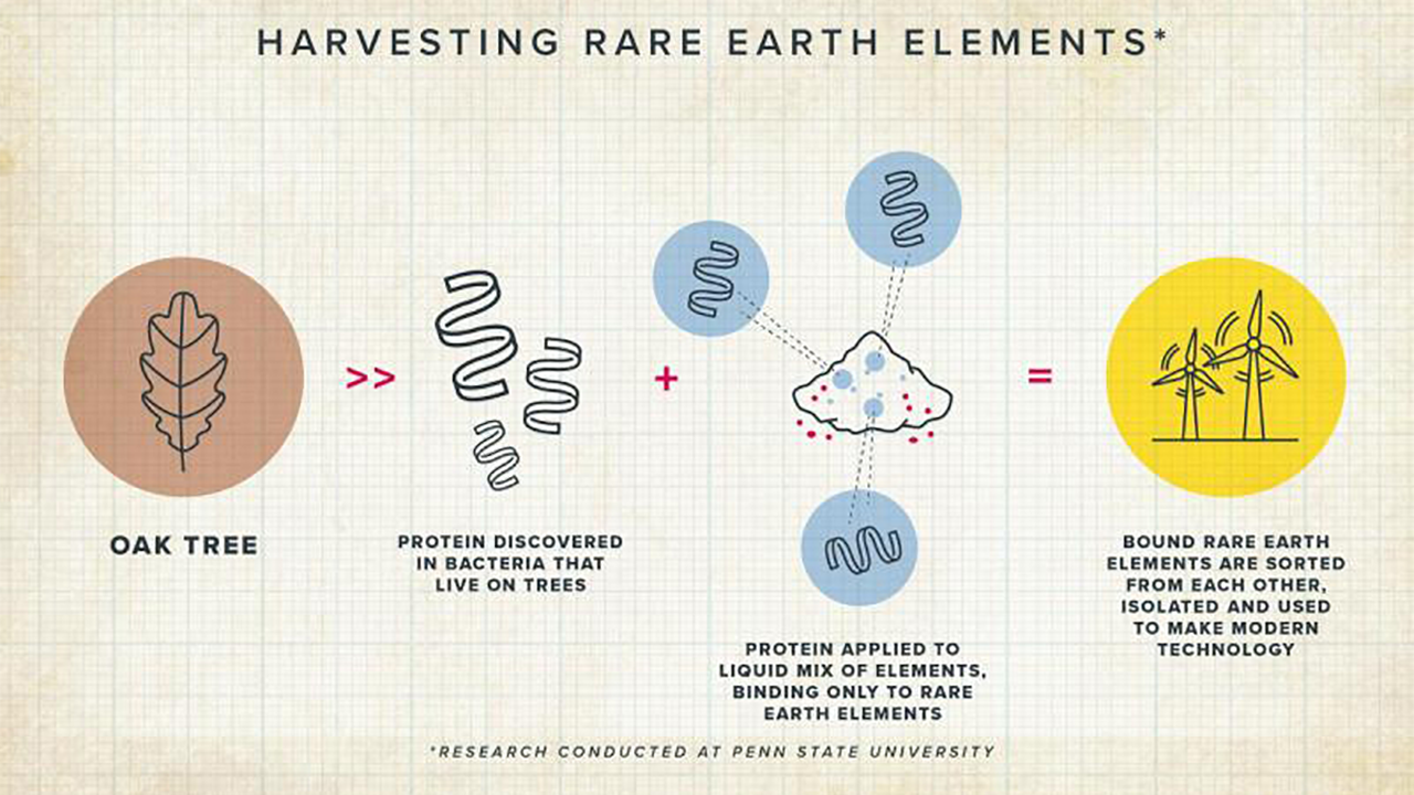 Penn State researchers have discovered a protein found naturally in a bacterium (Hansschlegelia quercus) isolated from English oak buds exhibits strong capabilities to differentiate between rare earths. Harnessing its power could revolutionize the entire tech sector by fundamentally changing how critical minerals like rare earths are harvested and purified.