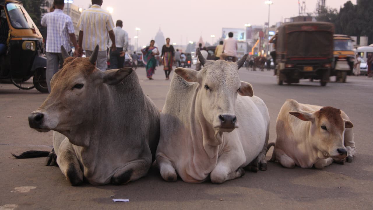 3 Kühe in der Mitte der Hauptstraße